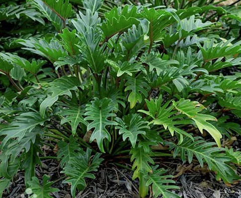 Philodendron japonica 'Xanadu'