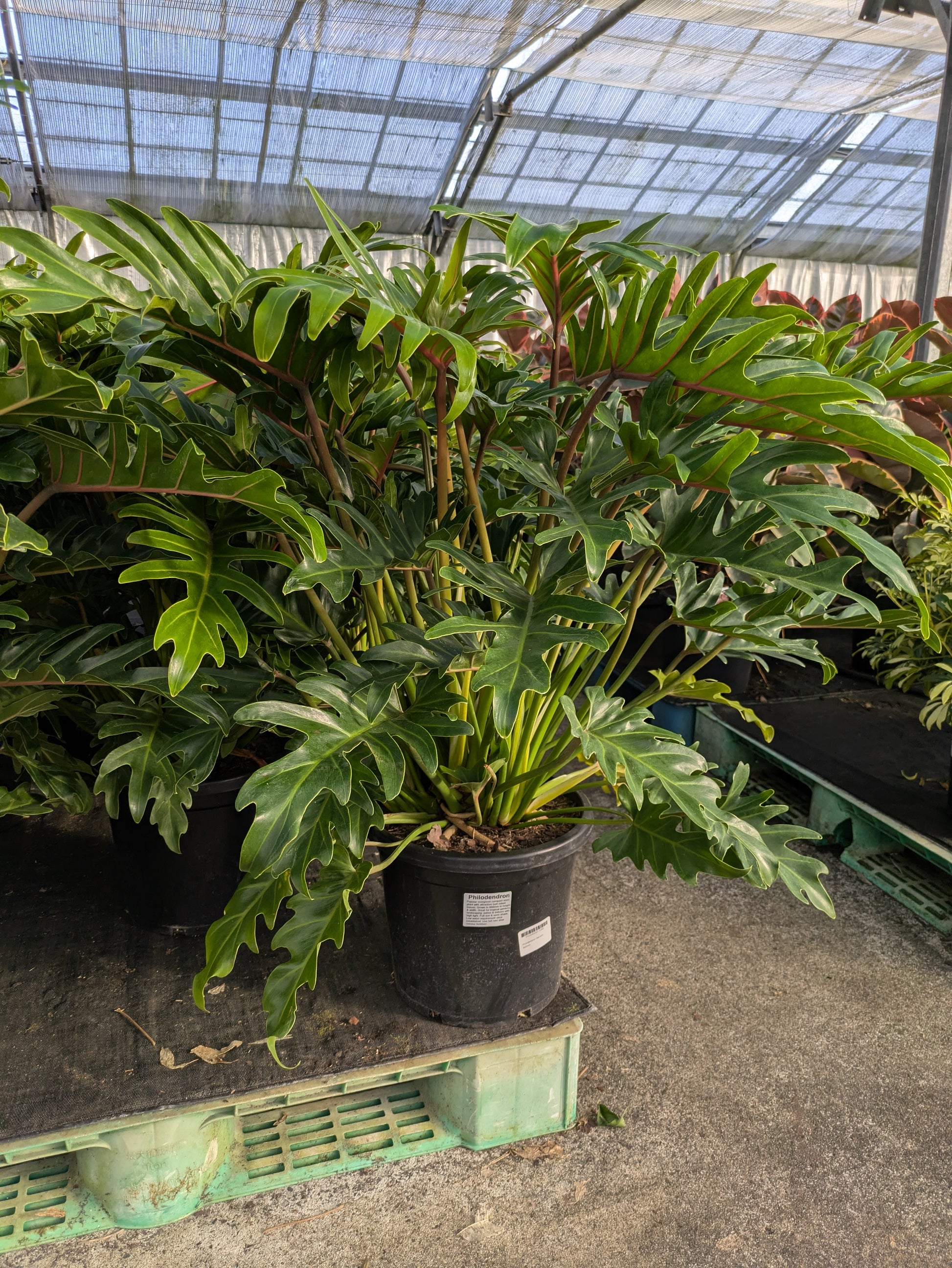the plant broker