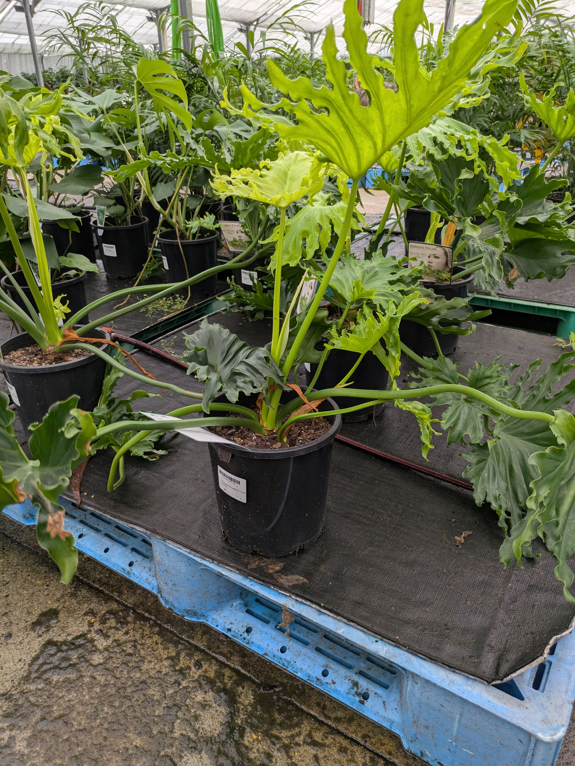philodendron hope selloum flower Philodendron selloum Hope – The Plant Broker