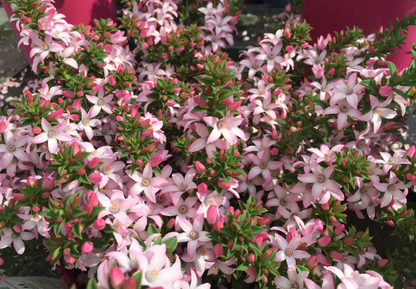 Philotheca buxifolia Cascade of Stars (syn. Eriostemon)