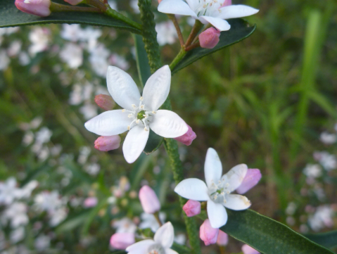Philotheca myoporoides Short Leaf