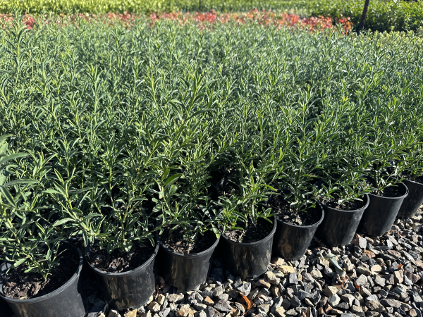 the plant broker