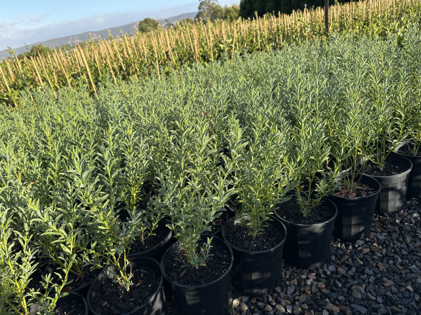 the plant broker