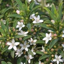 Philotheca myoporoides (syn. Eriostemon)