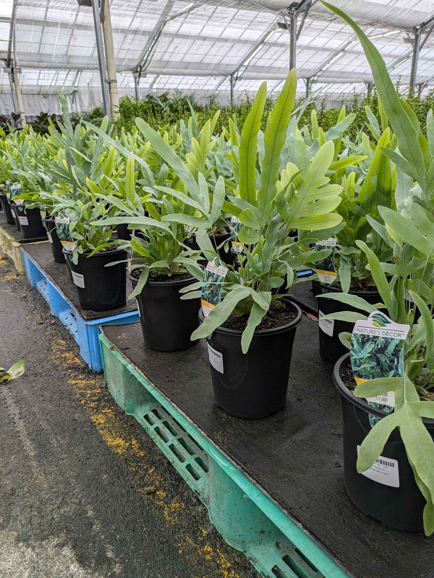 Phlebodium aureum