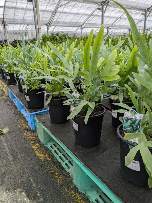 Phlebodium aureum