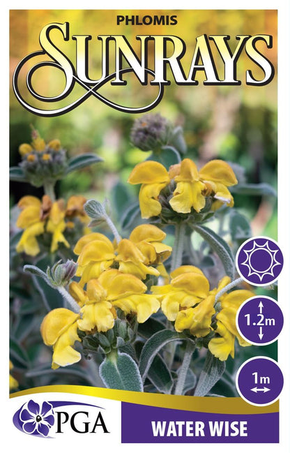 Phlomis ‘Sunrays’
