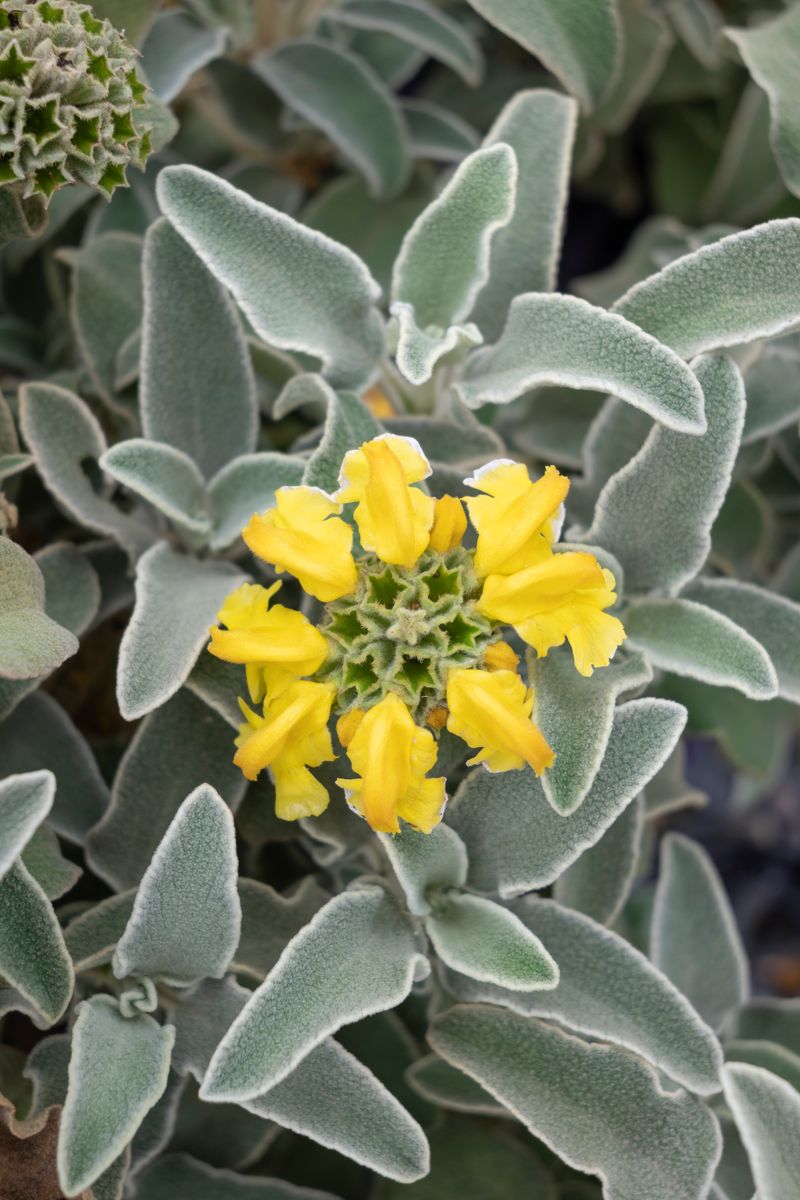 Phlomis ‘Sunrays’