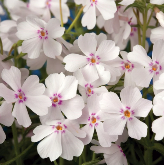 Phlox Amazing Grace