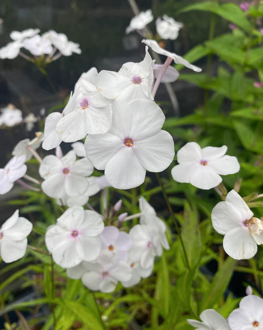 Phlox Minnie Pearl