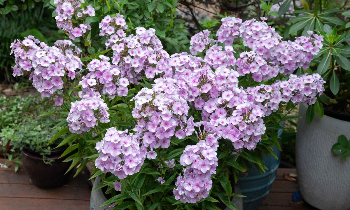 Phlox SHOWSTOPPER™ ‘Soft Pink’