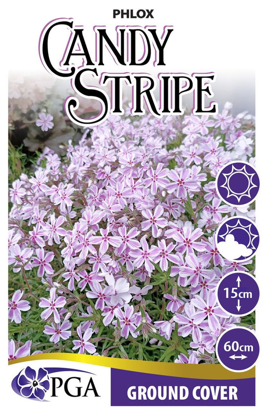 Phlox ‘Candy Stripe’