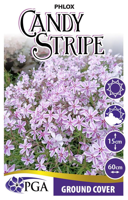 Phlox ‘Candy Stripe’