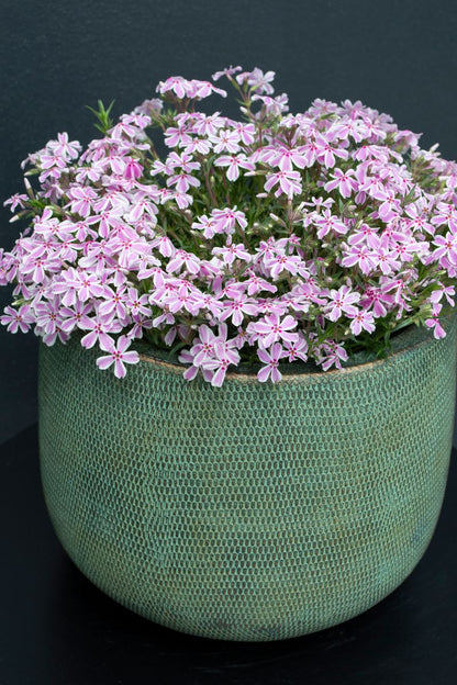 Phlox ‘Candy Stripe’