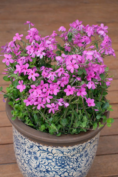 Phlox ‘Home Fires’