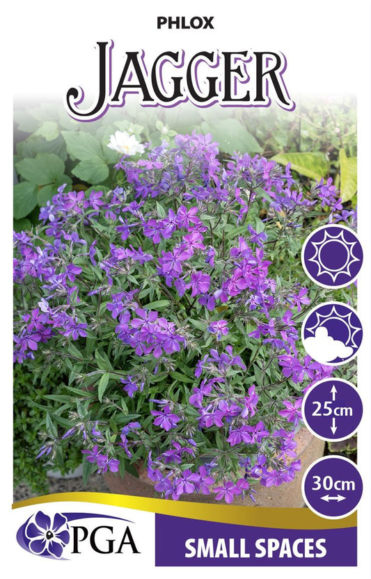 Phlox ‘Jagger’