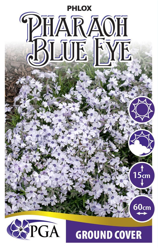 Phlox ‘Pharaoh Blue Eye’