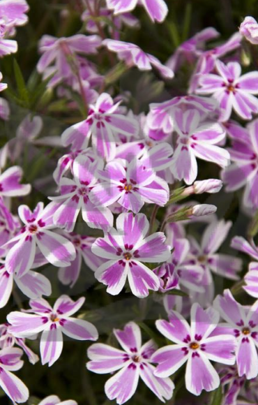 Phlox spp. Pink and White Stripe
