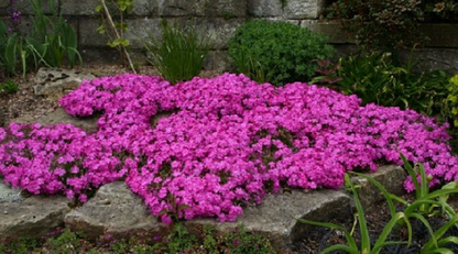Phlox subulata Daniel