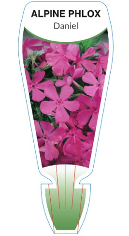 Phlox subulata Daniel