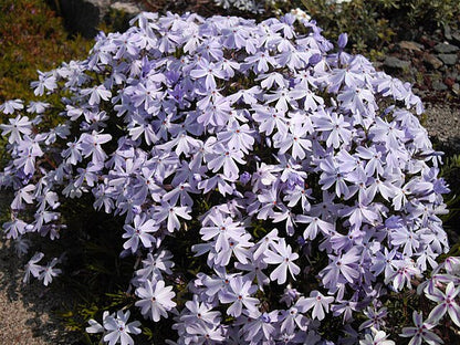 Phlox subulata Emerald Cushion