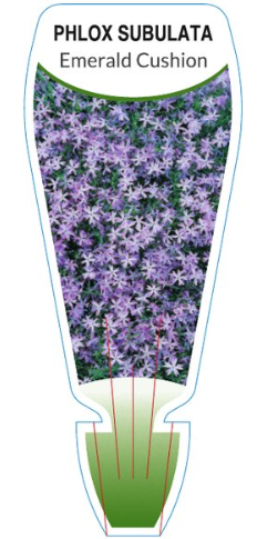 Phlox subulata Emerald Cushion