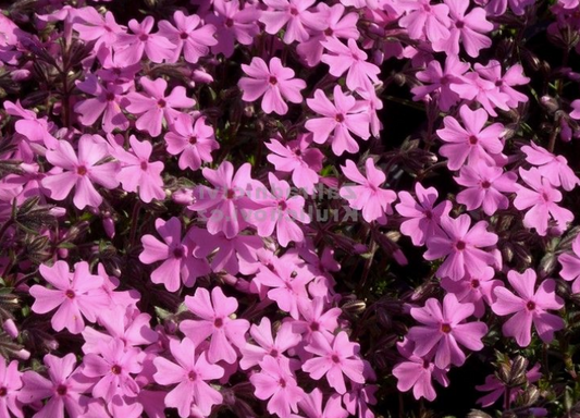 Phlox subulata Rosea
