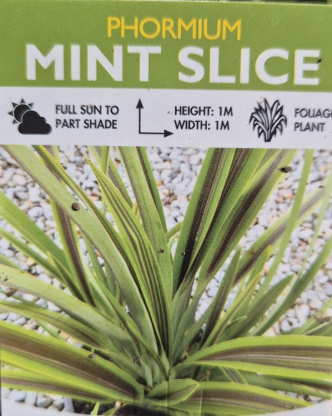 Phormium Mint Slice