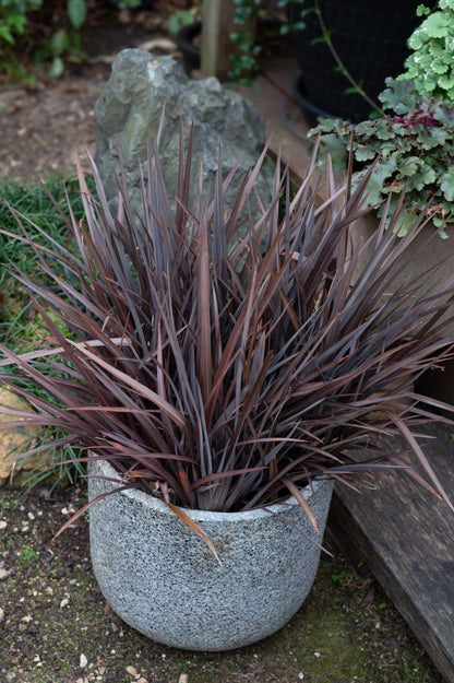 Phormium ‘Black Pepe’