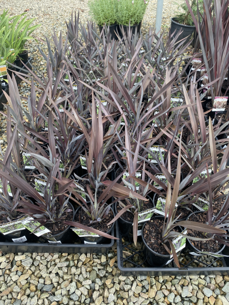 the plant broker