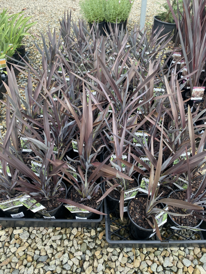 Phormium Black Rage