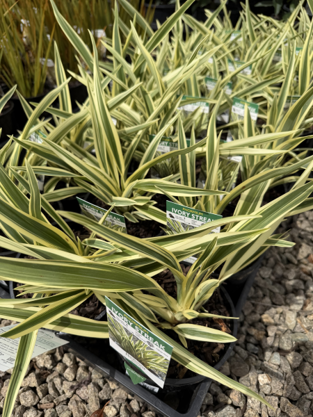 Phormium cookianum Ivory Streak