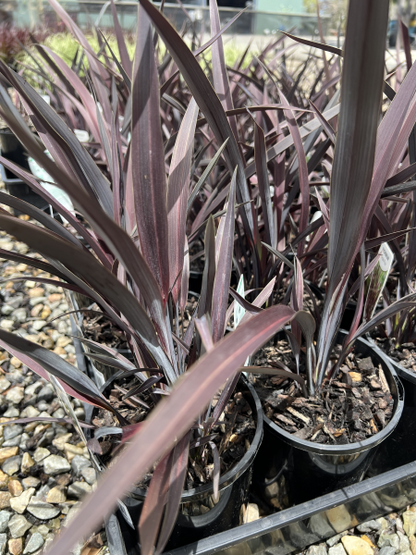 Phormium tenax Dark Delight