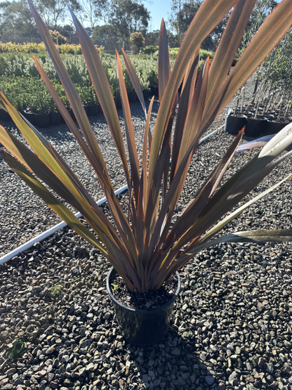 Phormium tenax Purpurea