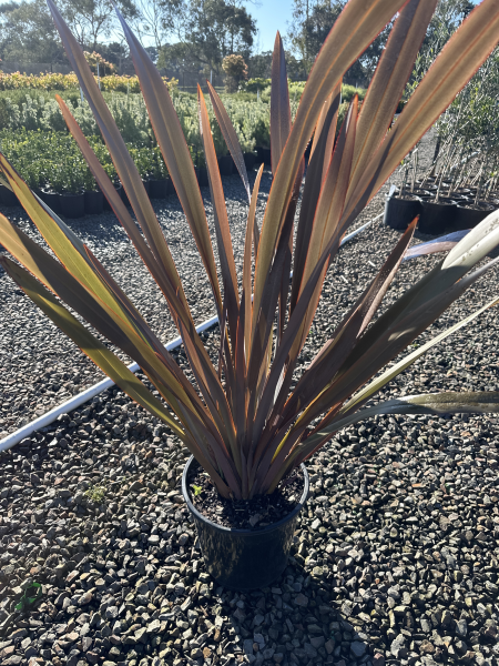 Phormium tenax Purpurea