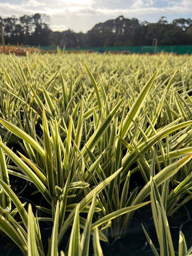 Phormium cookianum Ivory Streak