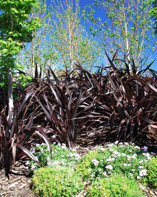 Phormium tenax All Black