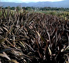 Phormium tenax Dark Delight