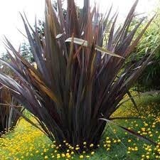 the plant broker