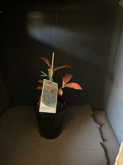 Photinia robusta