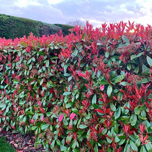 Photinia fraserii Red Robin