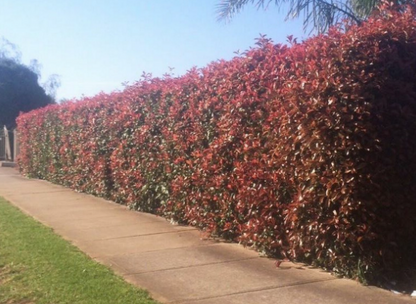 Photinia robusta