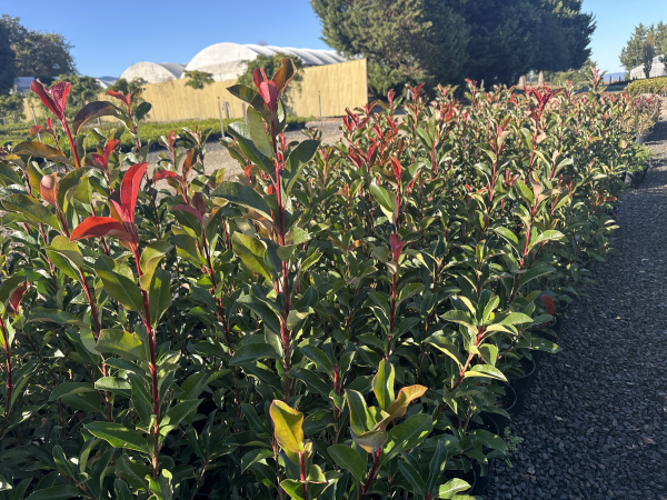 Photinia robusta