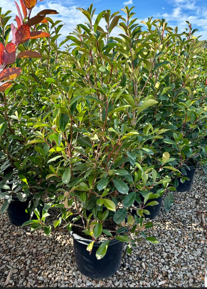 Photinia robusta