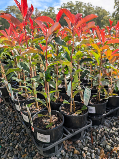 Photinia robusta