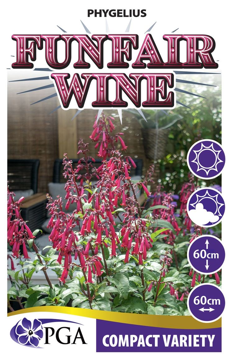 Phygelius ‘Funfair Wine’