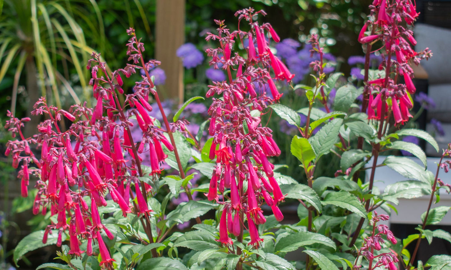 Phygelius ‘Funfair Wine’