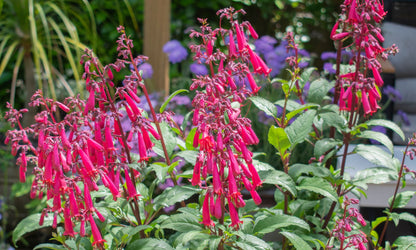 Phygelius ‘Funfair Wine’