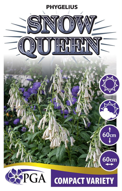 Phygelius ‘Snow Queen’