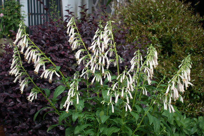 Phygelius ‘Snow Queen’